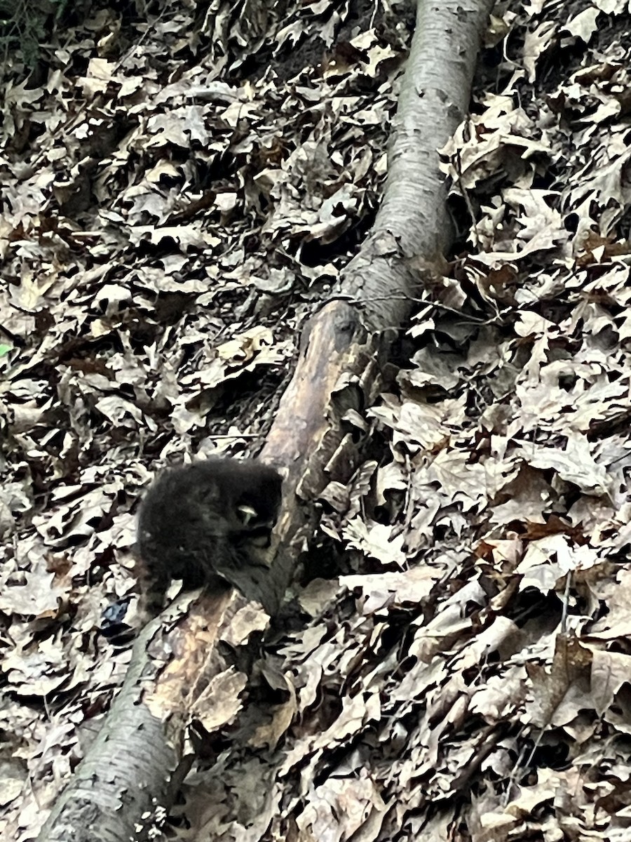 Animals - ML637498000