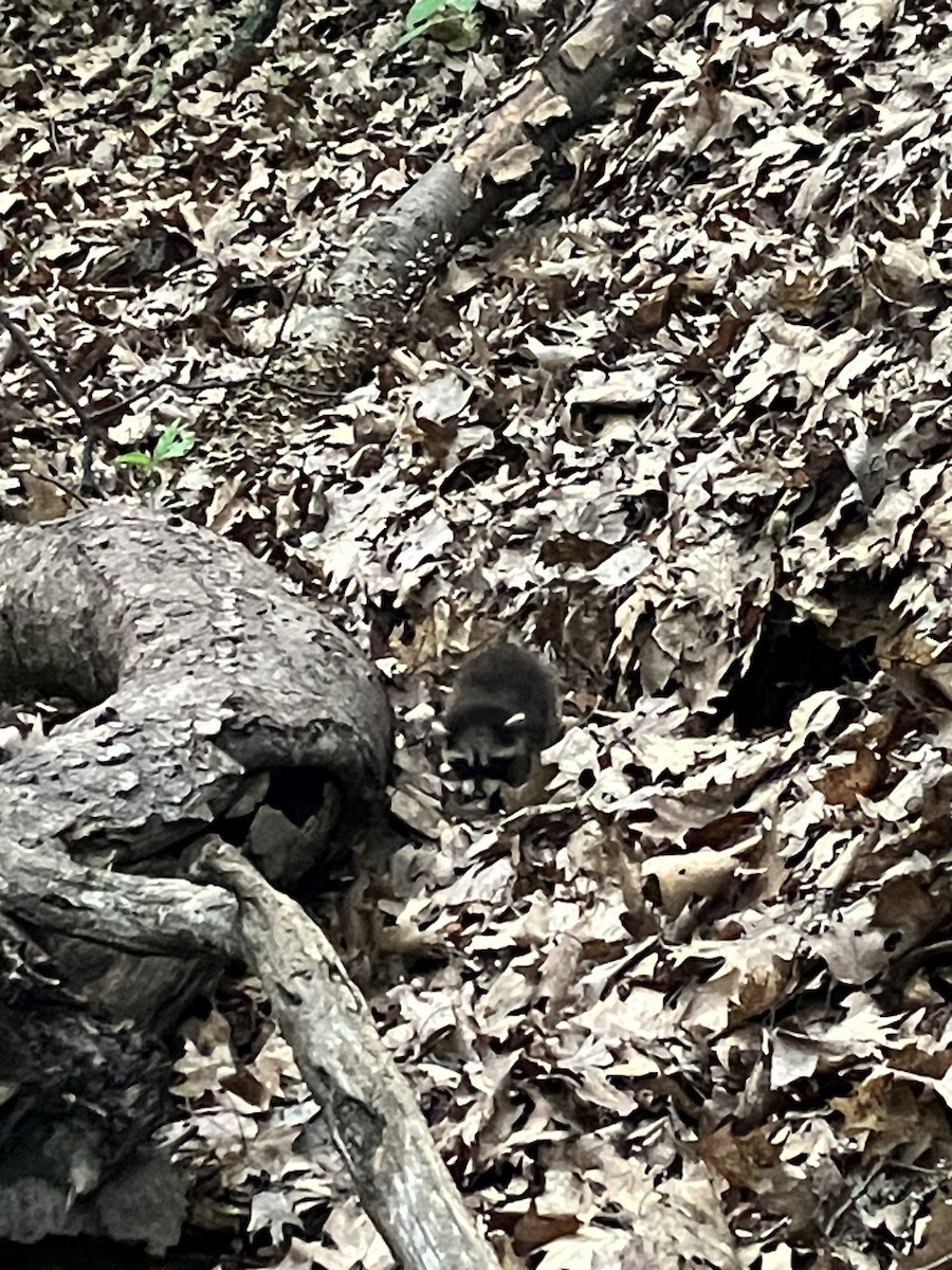 Animals - ML637498001