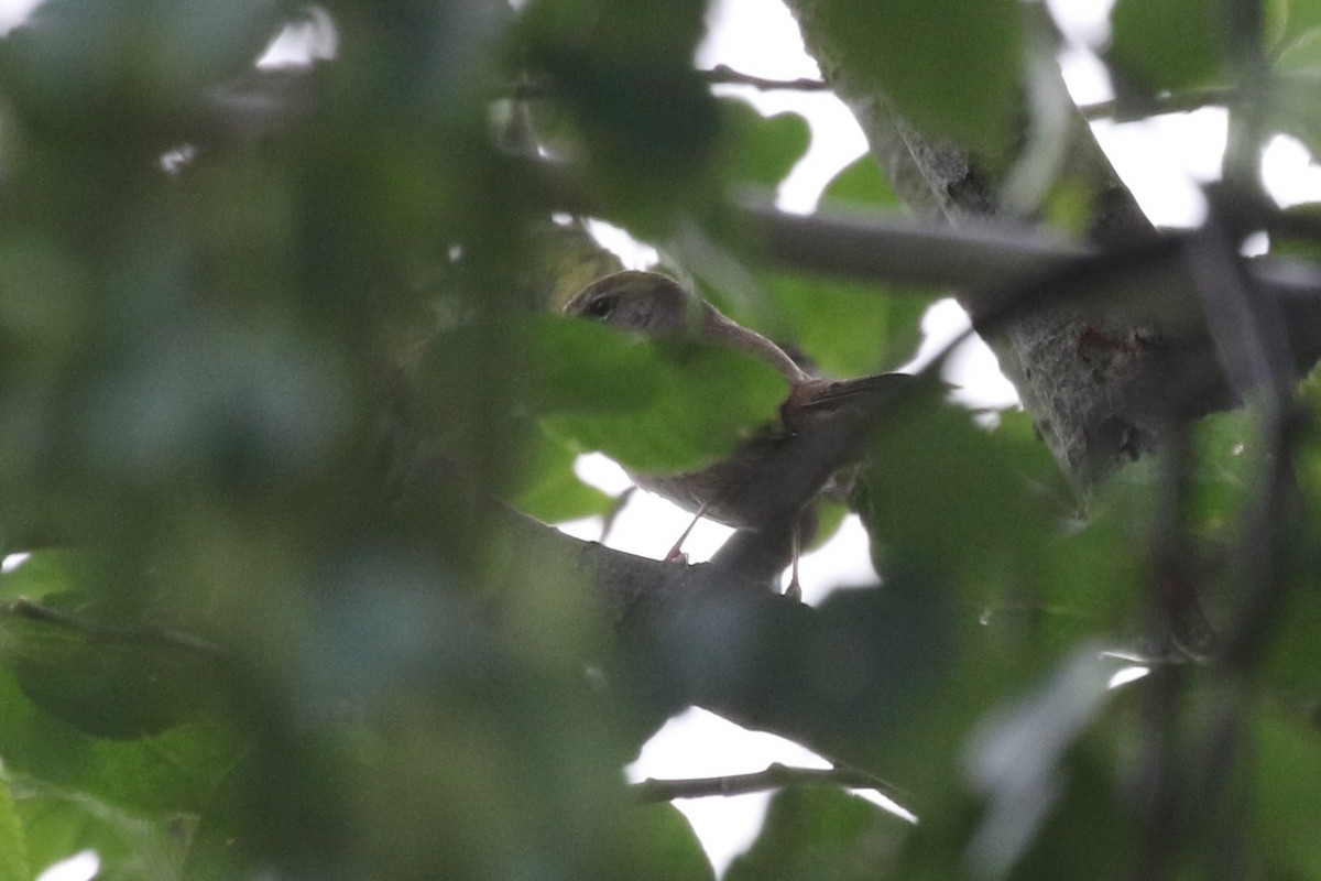 Cetti's Warbler - ML637498018