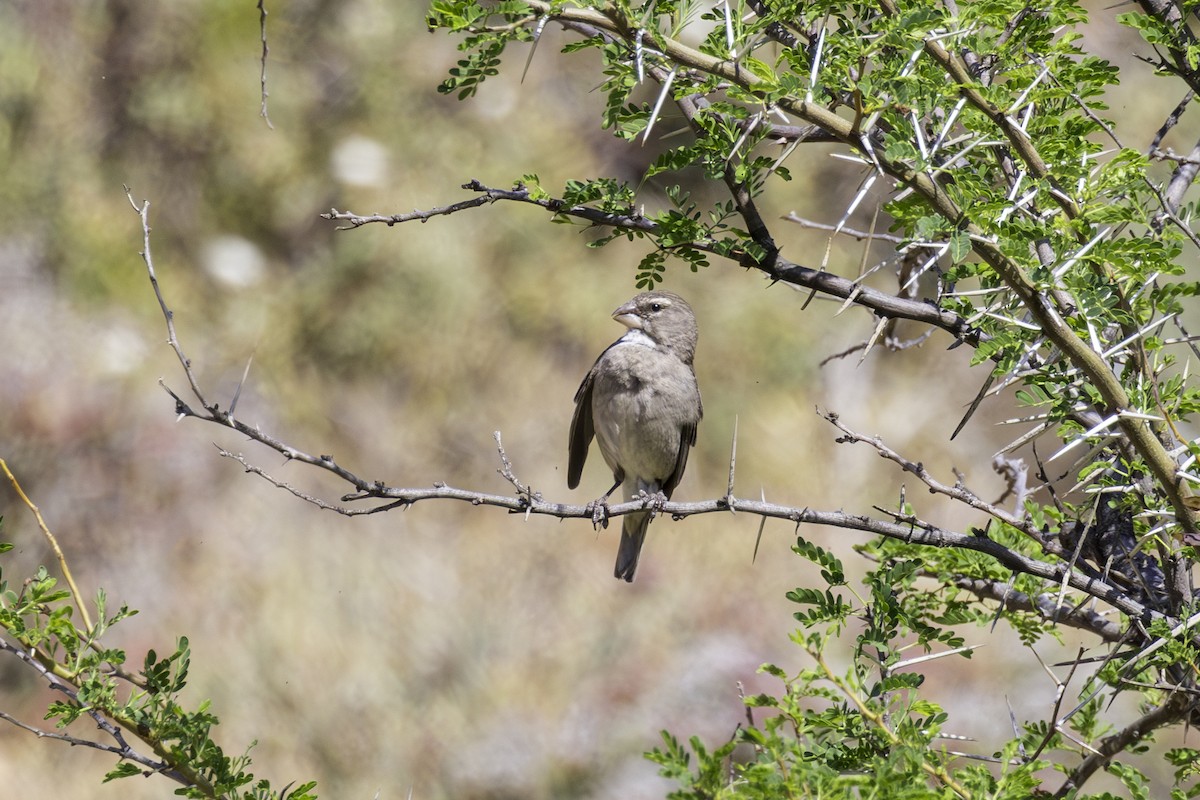 White-throated Canary - ML637498031