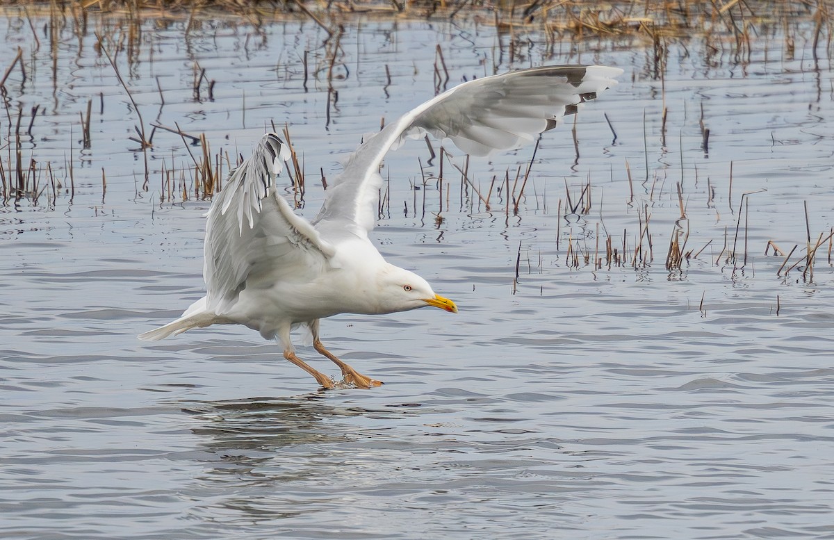 European Herring Gull - ML637498045