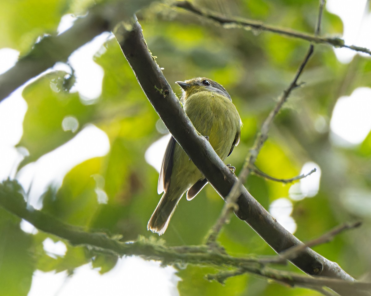 Wing-barred Piprites - ML637498048
