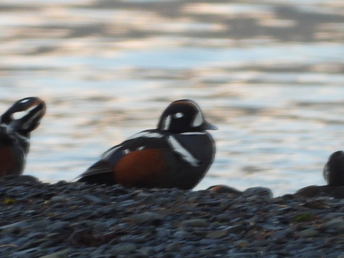 Harlequin Duck - ML637498053