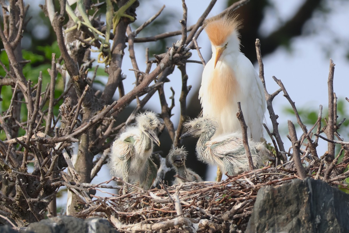 volavka rusohlavá - ML637498059