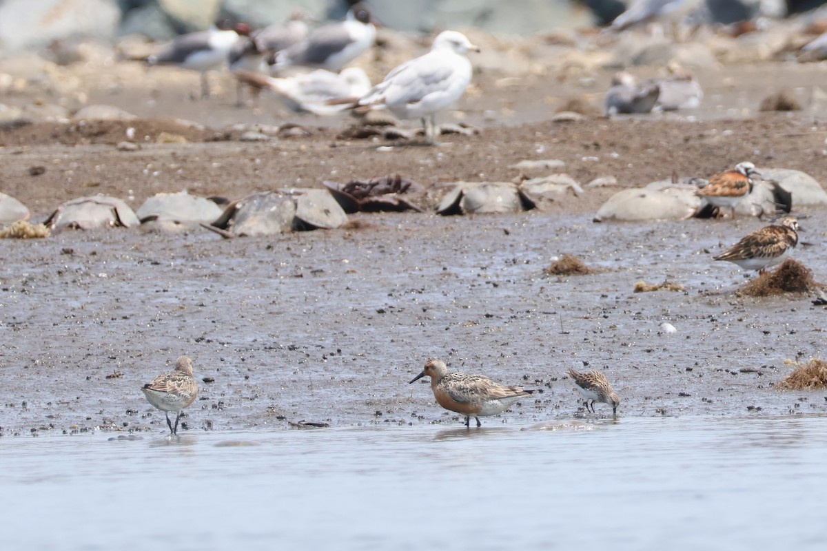 jespák rezavý - ML637498063