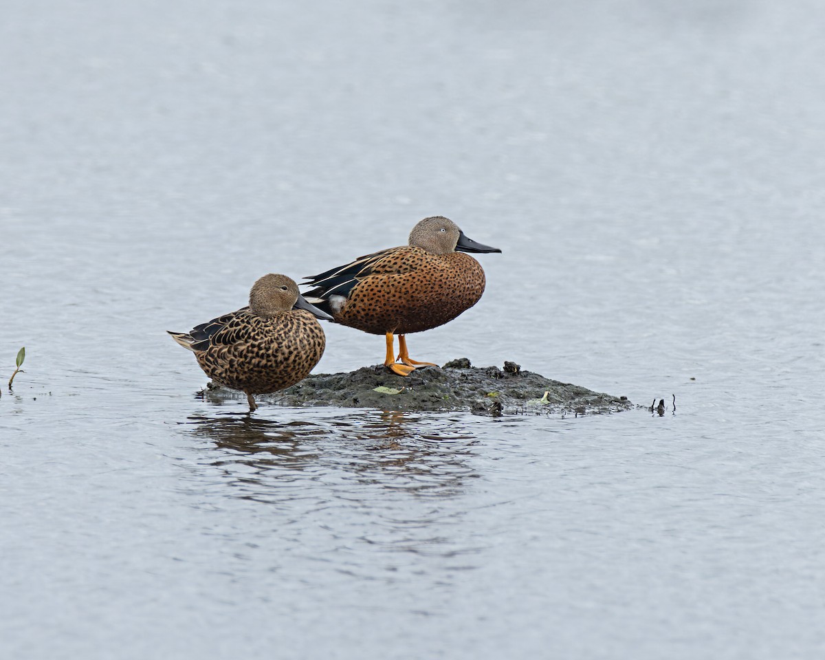 Red Shoveler - ML637498064