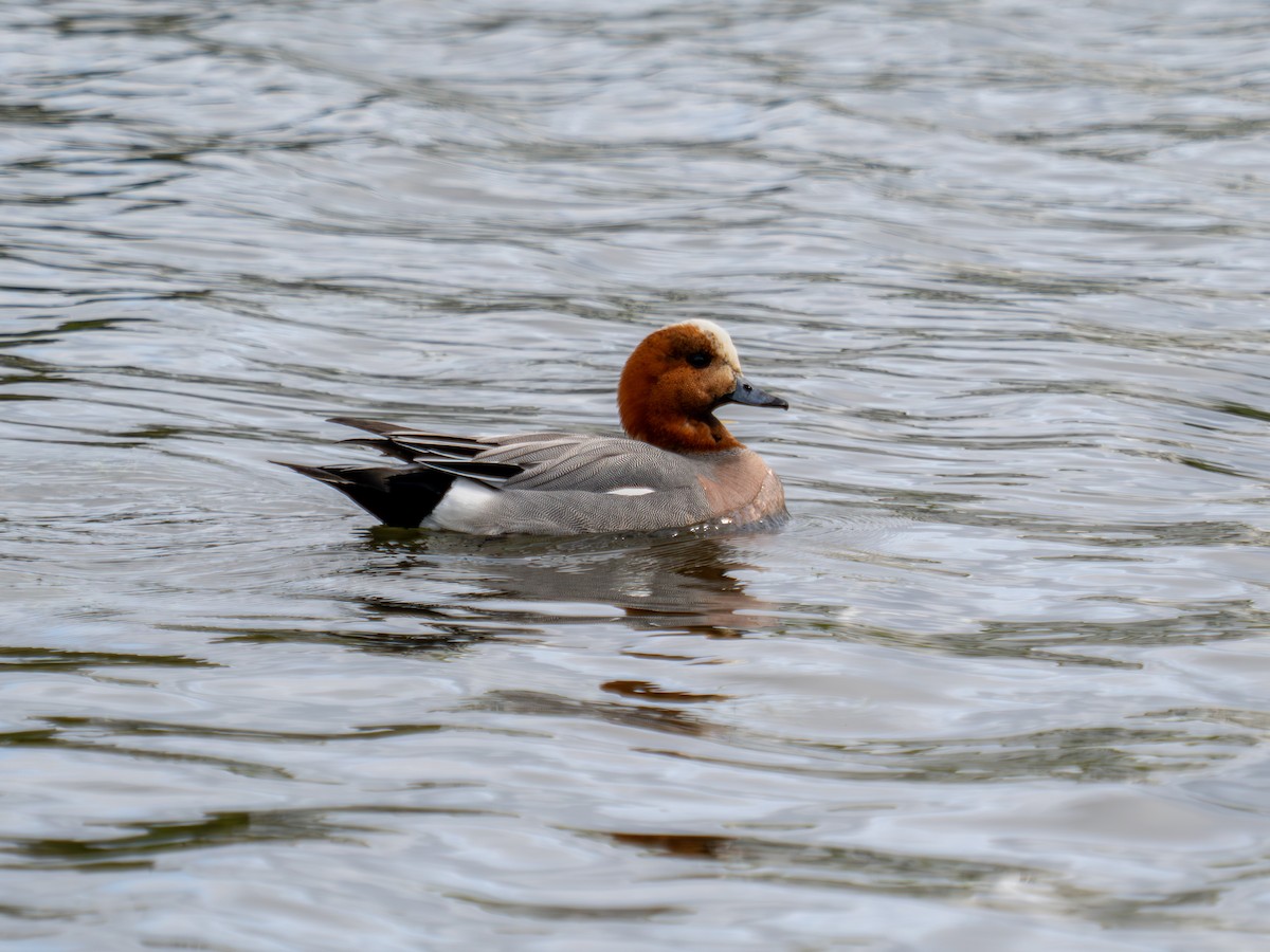 Eurasian Wigeon - Gabriel Clements