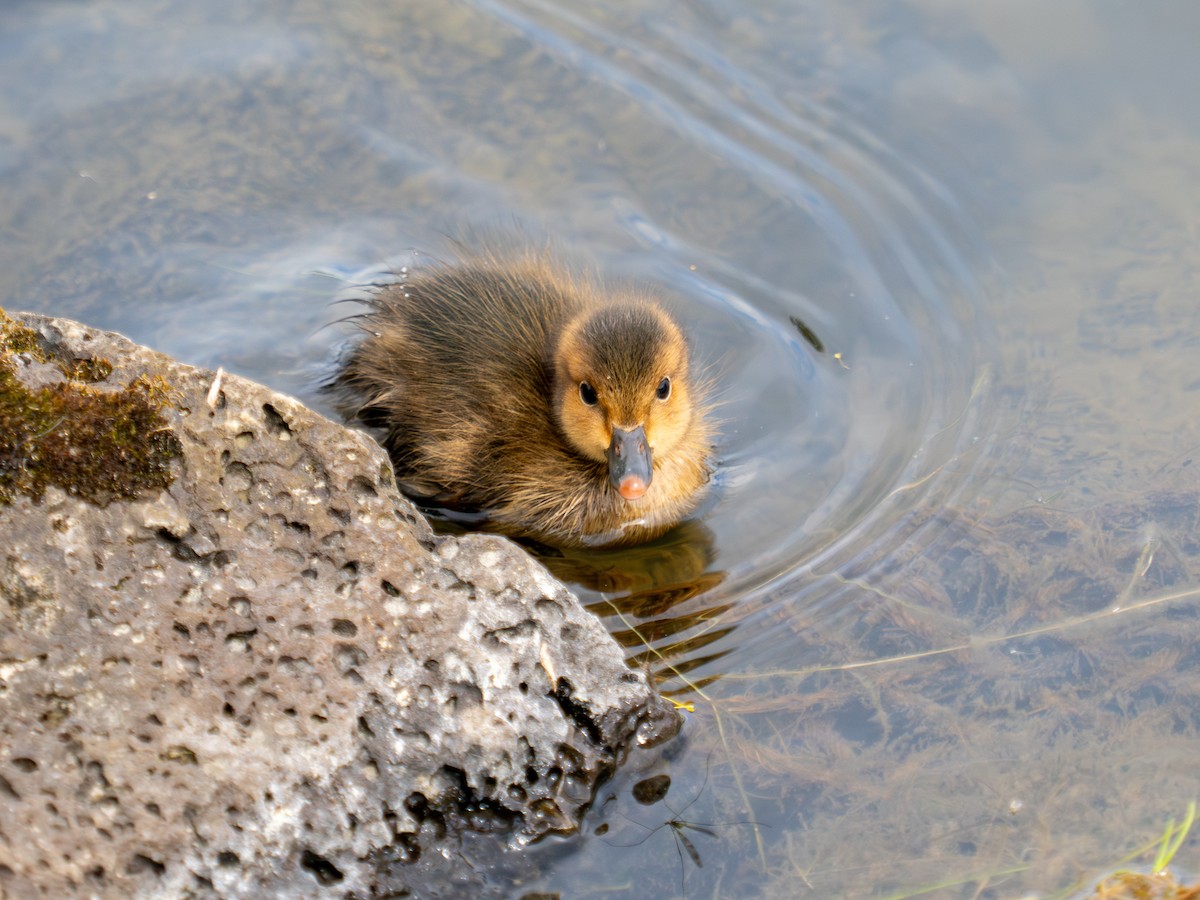 Eurasian Wigeon - Gabriel Clements