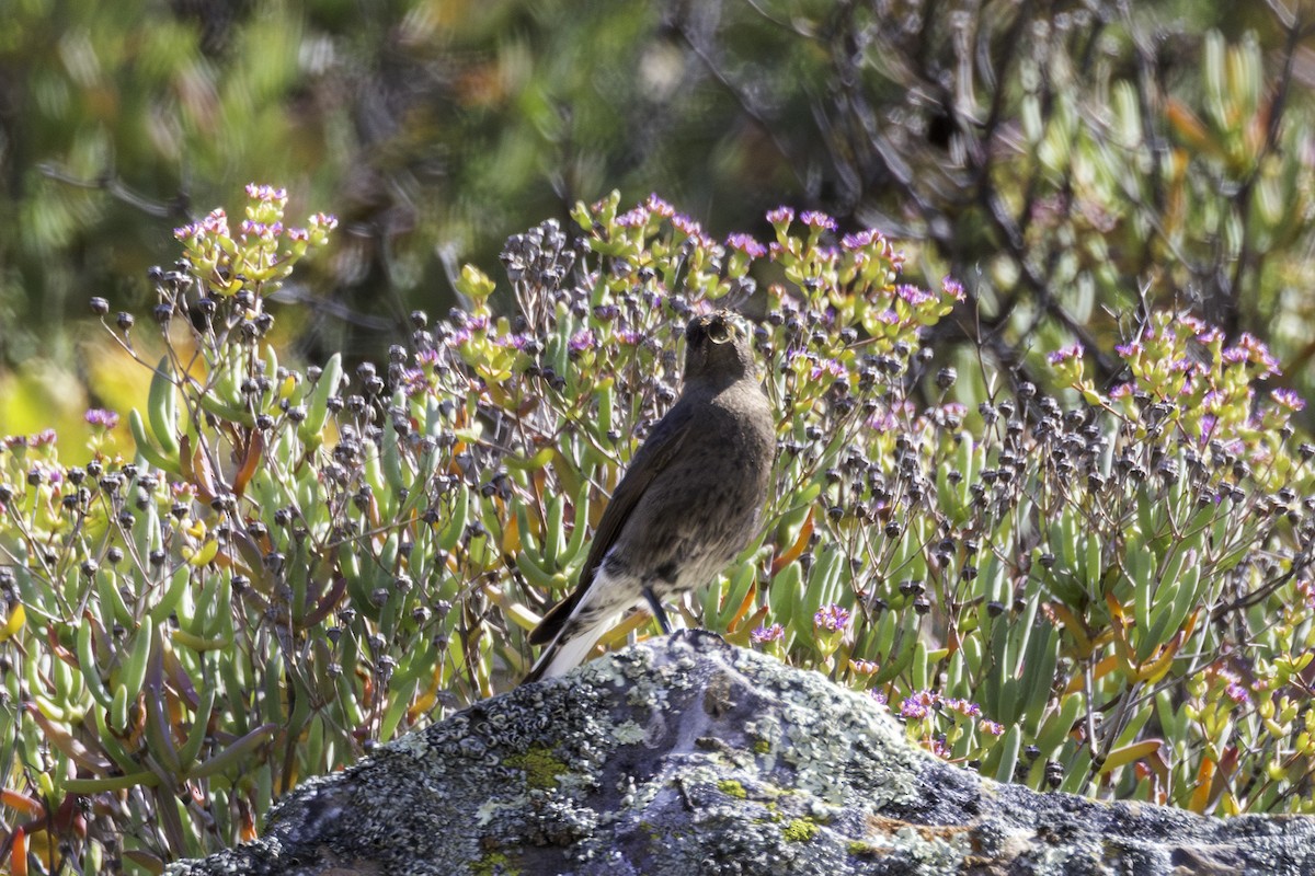 Mountain Chat - ML637498069