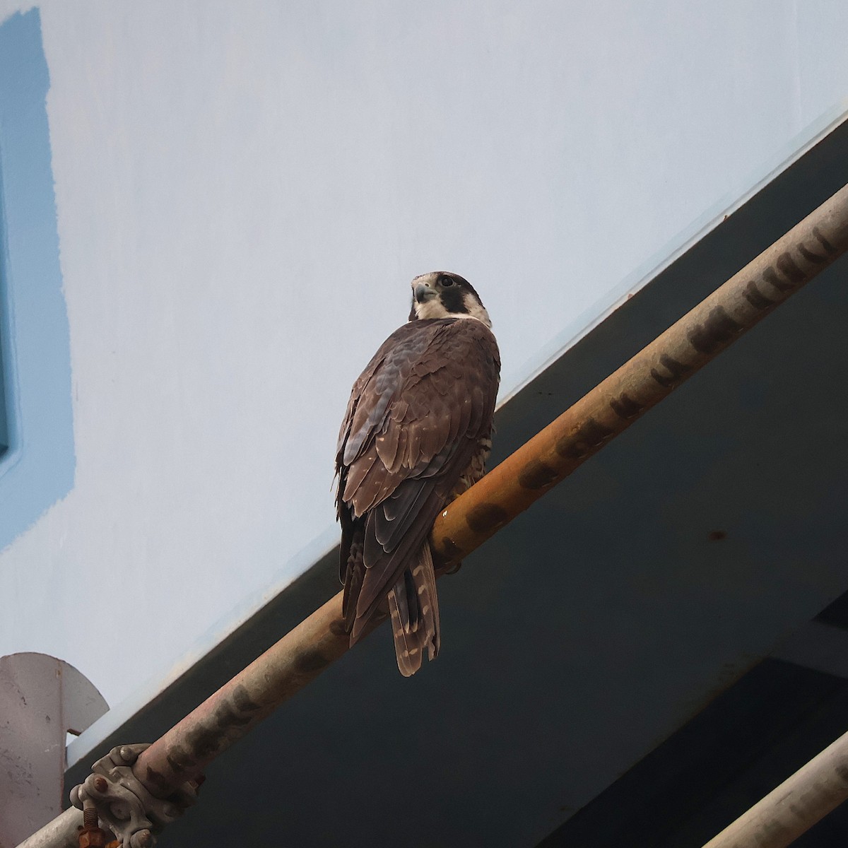 sokol stěhovavý - ML637498080