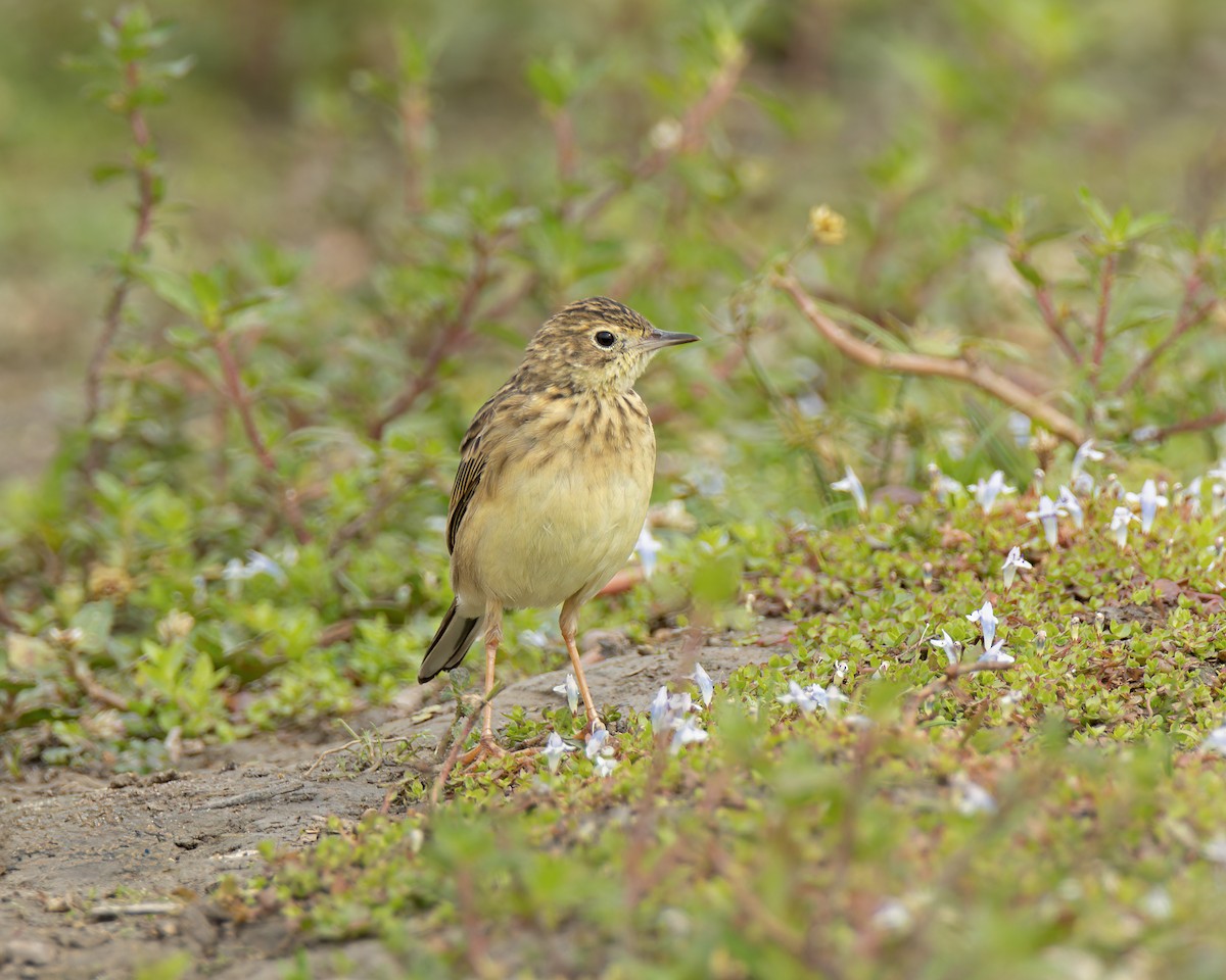 Yellowish Pipit - ML637498107