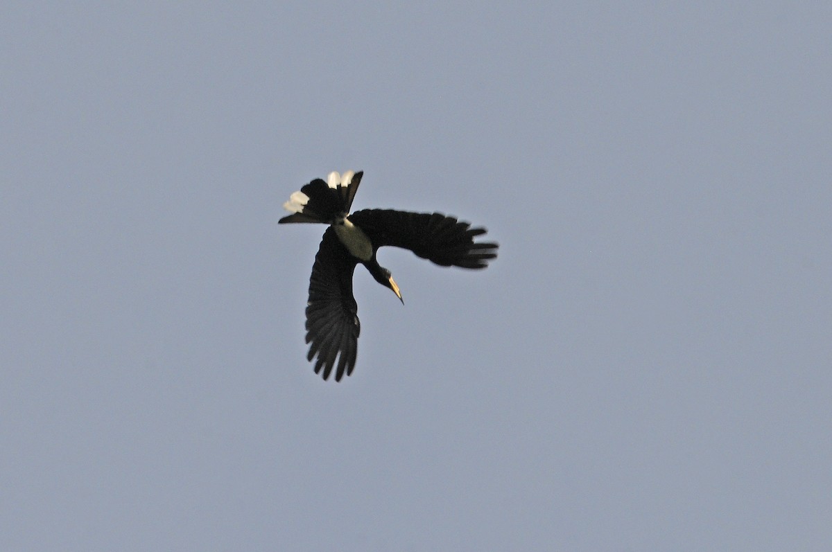 West African Pied Hornbill - ML637498120