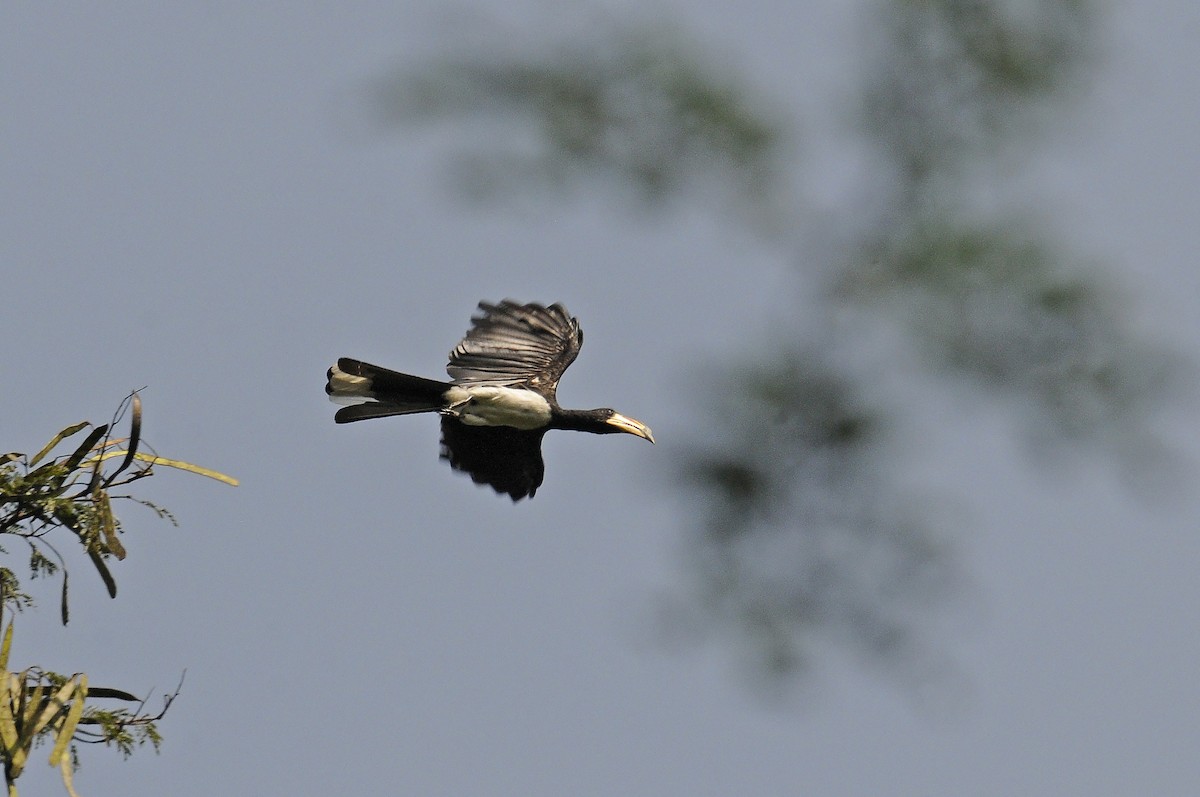 West African Pied Hornbill - ML637498121