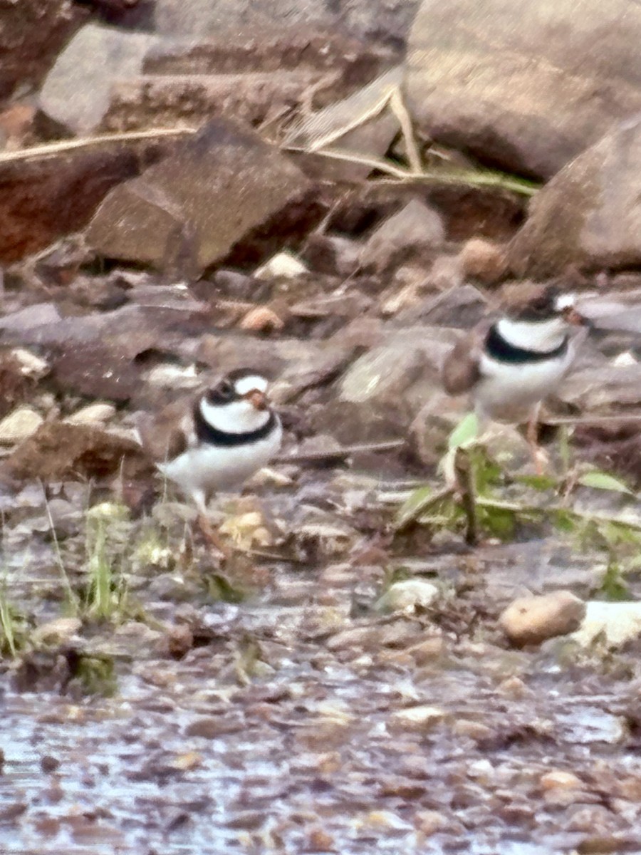 Semipalmated Plover - ML637498128