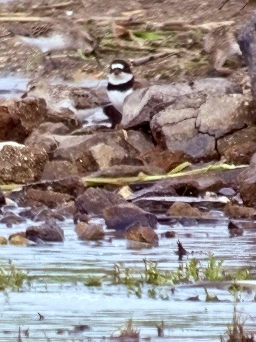 Semipalmated Plover - ML637498129