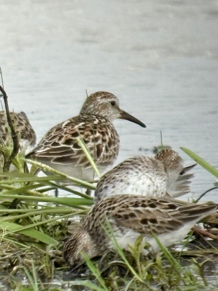 White-rumped Sandpiper - ML637498148