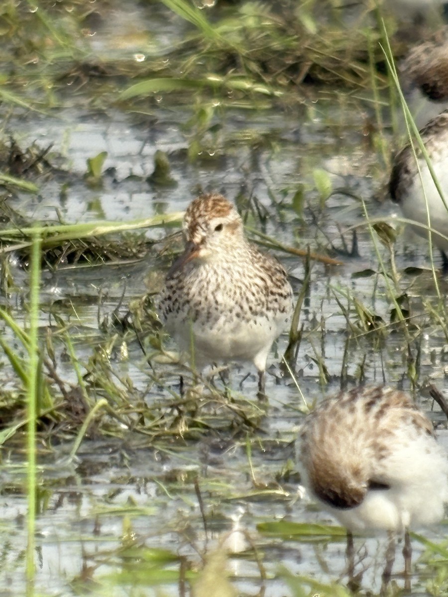 White-rumped Sandpiper - ML637498149