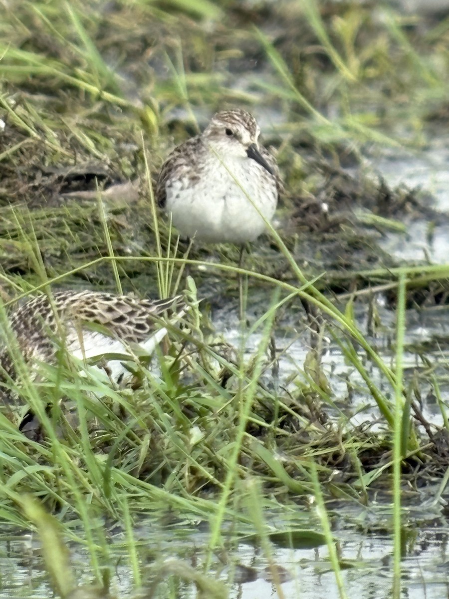 Semipalmated Sandpiper - ML637498168