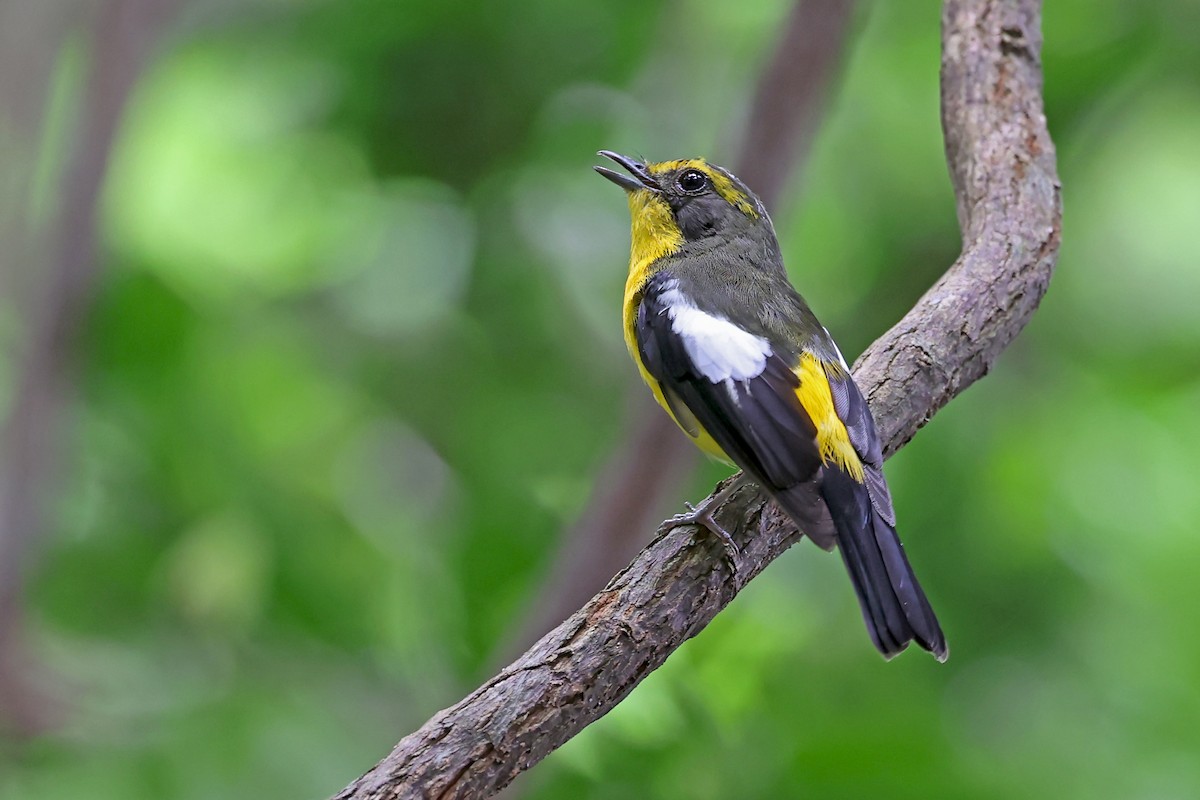 Ryukyu Flycatcher - ML637498249