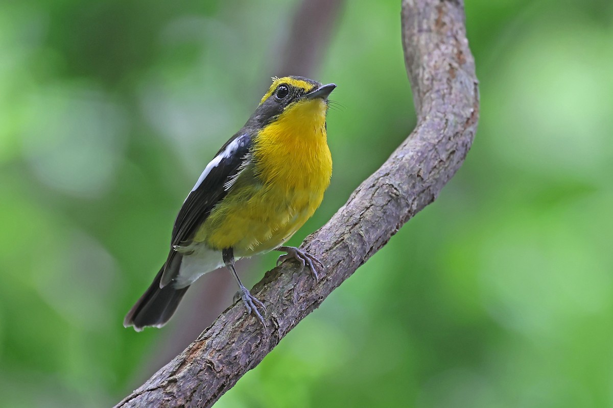 Ryukyu Flycatcher - ML637498254