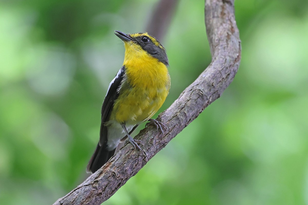 Ryukyu Flycatcher - ML637498257