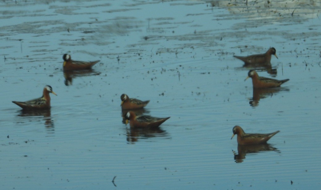 Red Phalarope - ML637498277