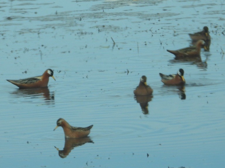 Red Phalarope - ML637498278