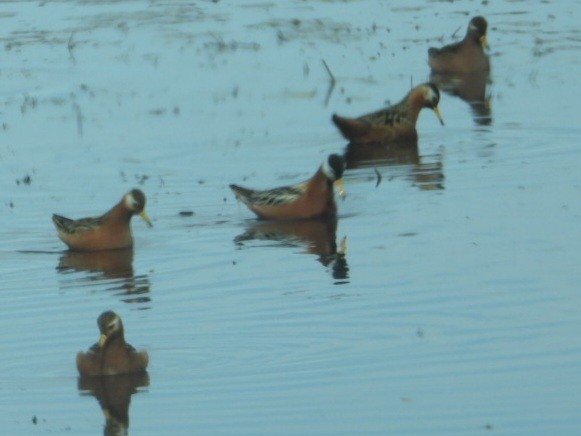 Red Phalarope - ML637498279