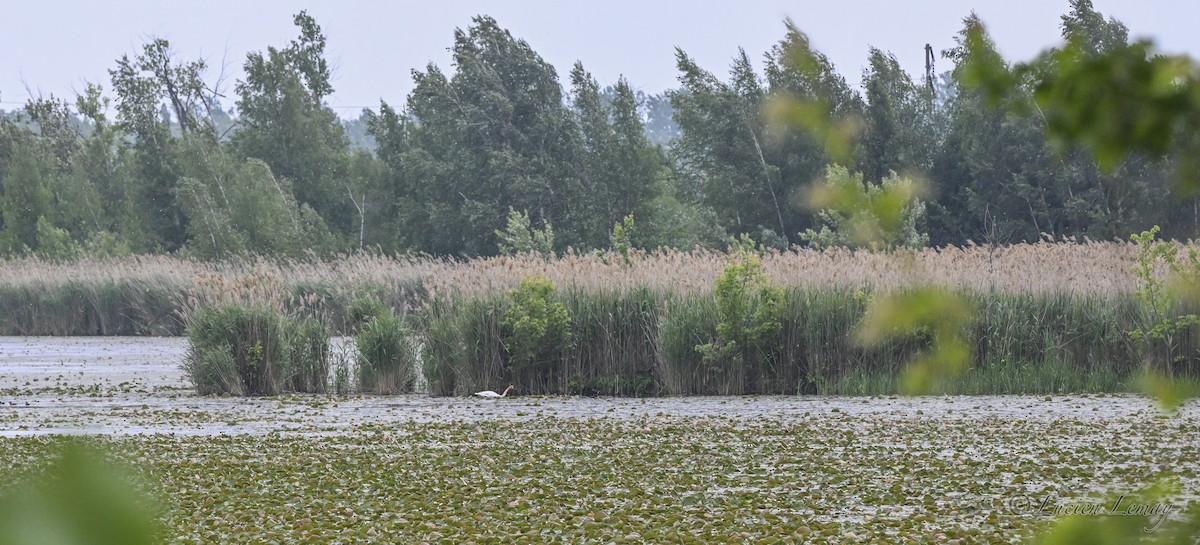Cygne trompette - ML637498358