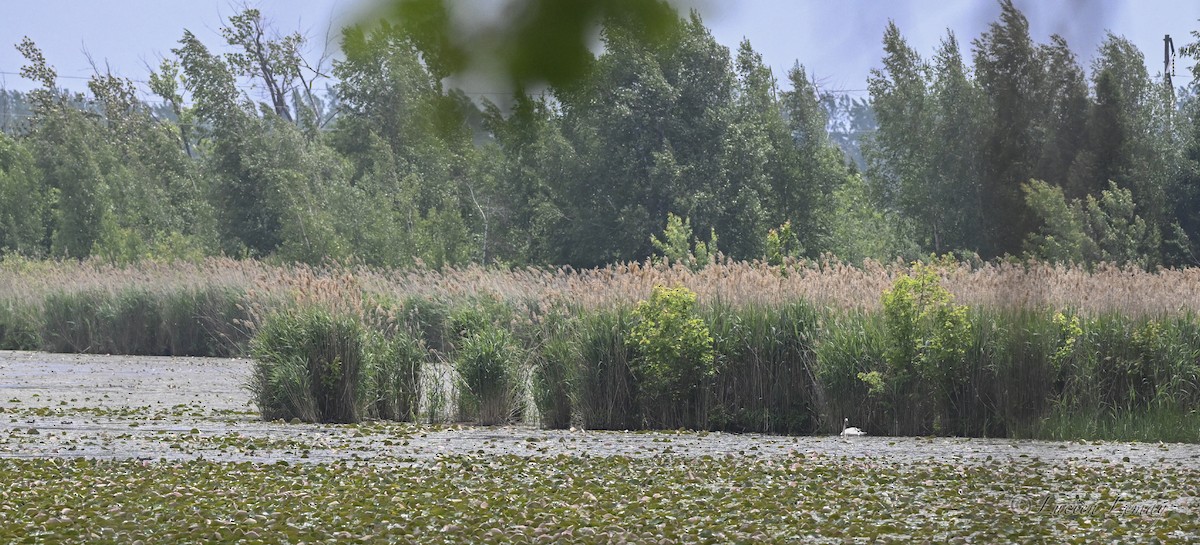 Cygne trompette - ML637498368