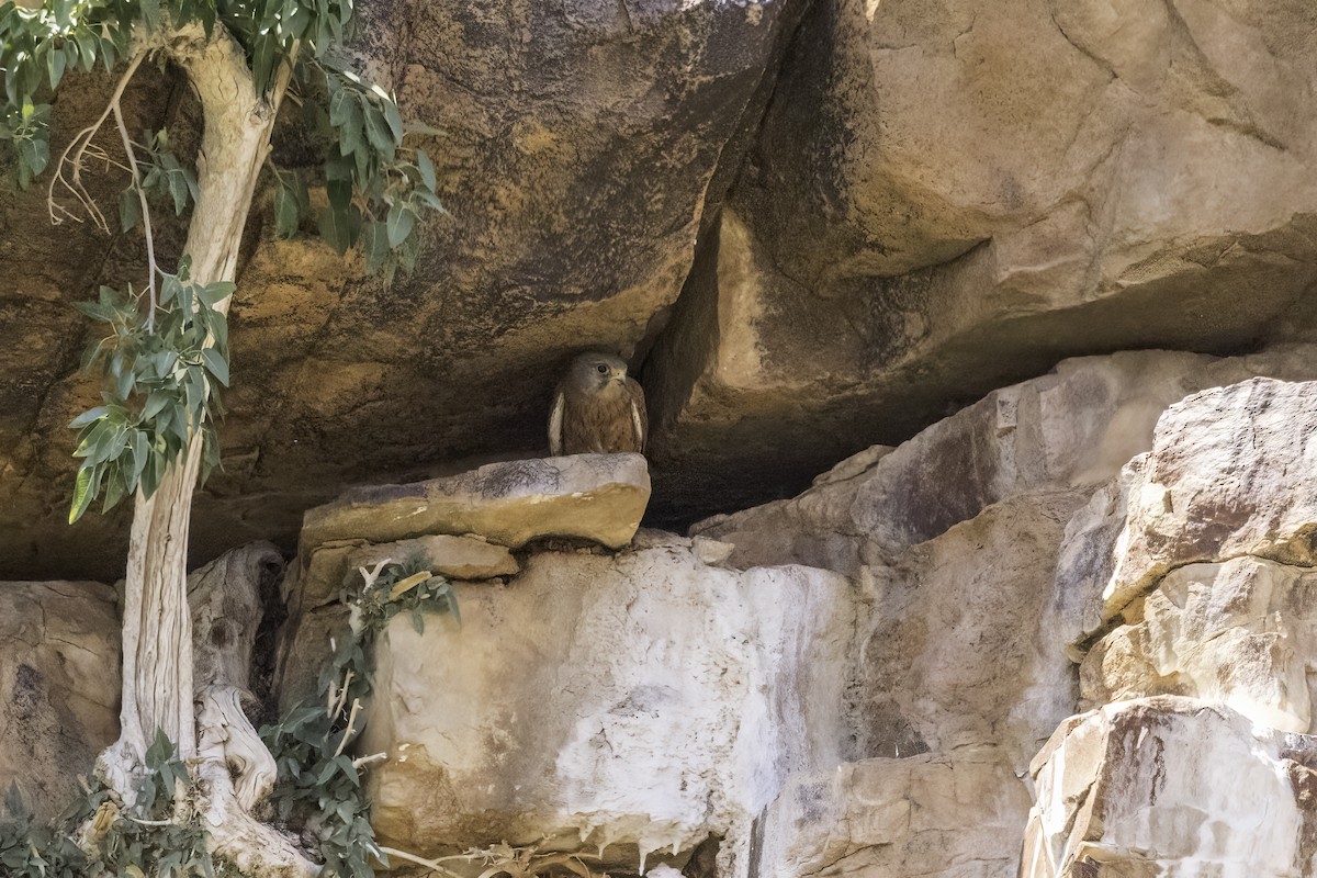 Rock Kestrel - ML637498384