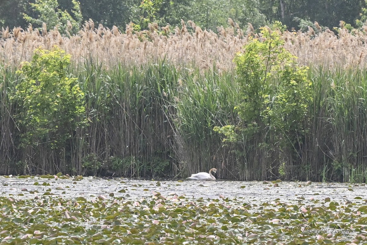 Cygne trompette - ML637498386
