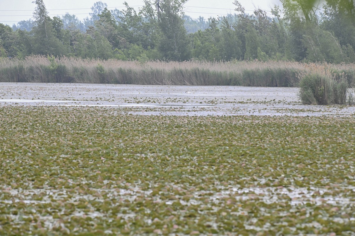Cygne trompette - ML637498399