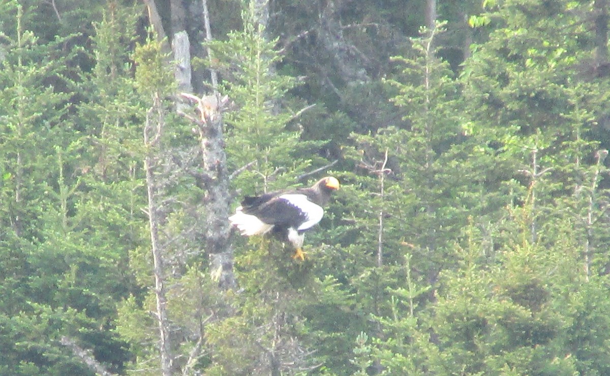 Steller's Sea-Eagle - ML637498401