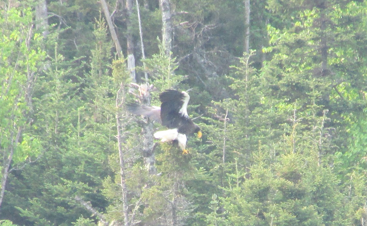 Steller's Sea-Eagle - ML637498402
