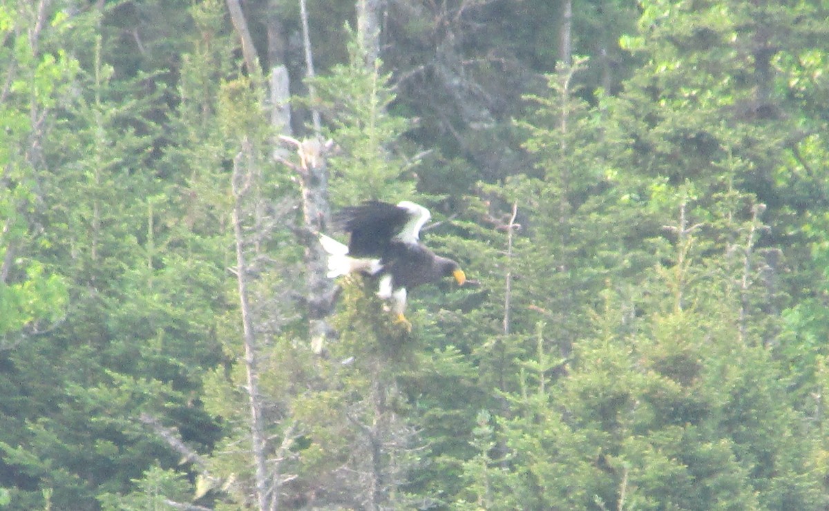 Steller's Sea-Eagle - ML637498403