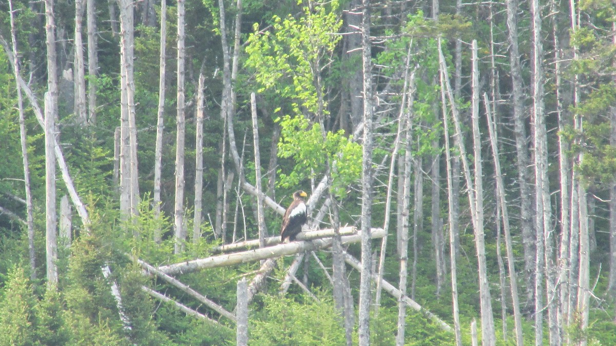Steller's Sea-Eagle - ML637498404
