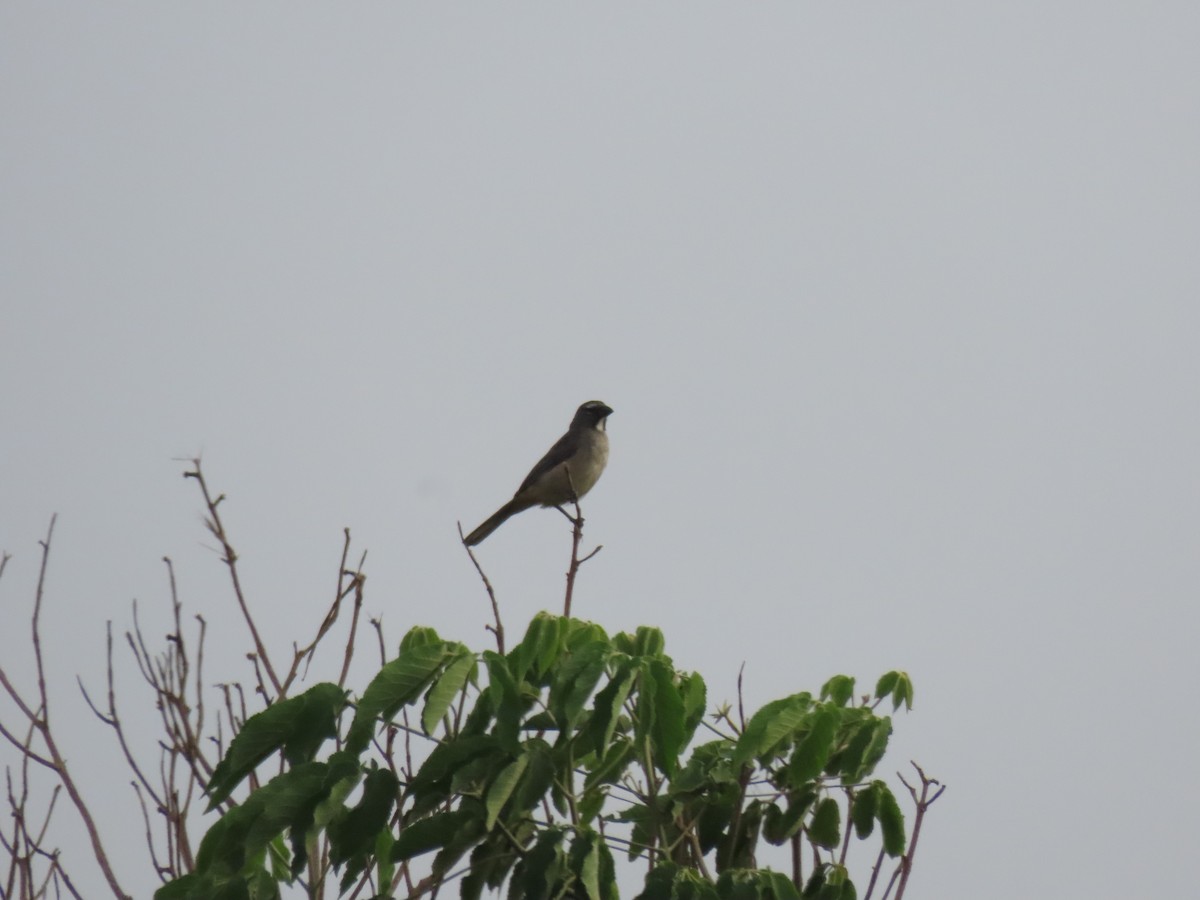 Olive-gray Saltator - ML637498418