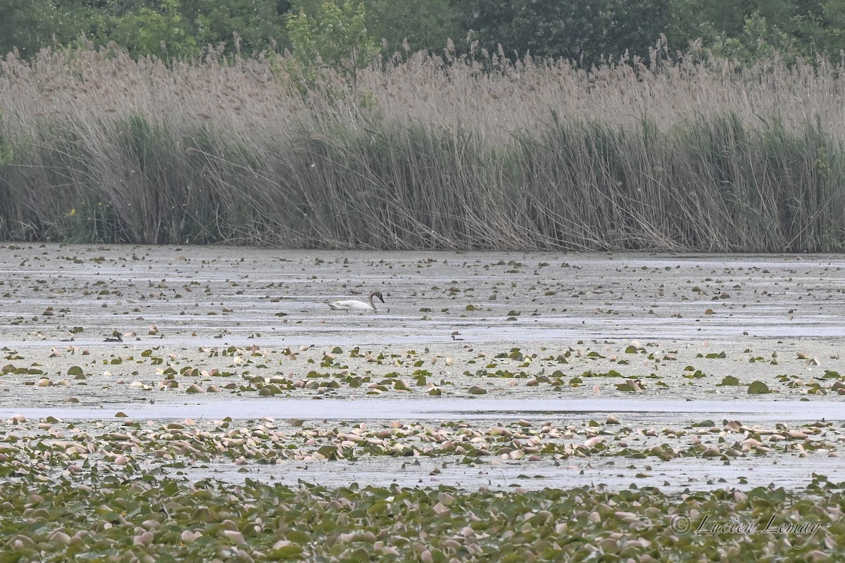 Cygne trompette - ML637498424