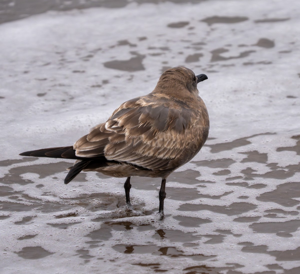 Gray Gull - ML637498427