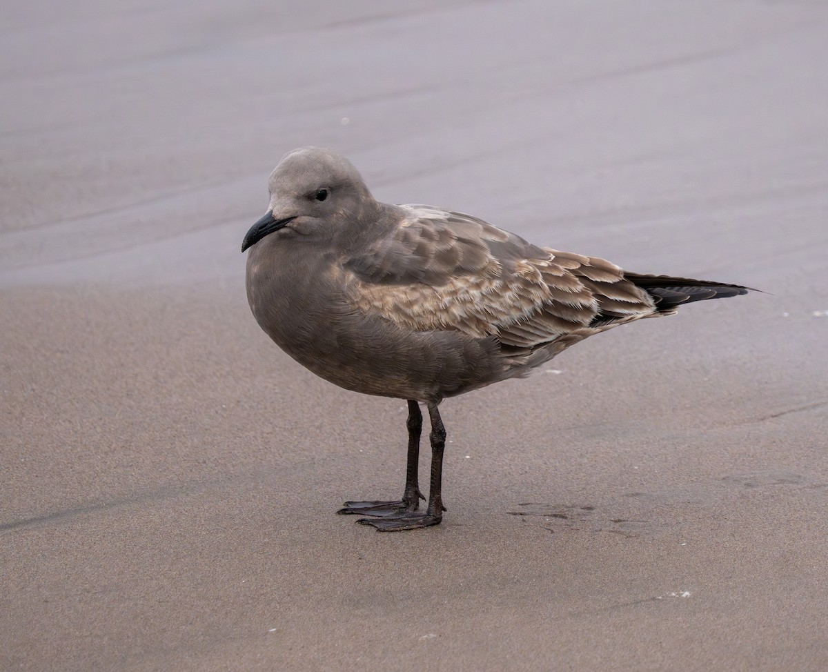 Gray Gull - ML637498428