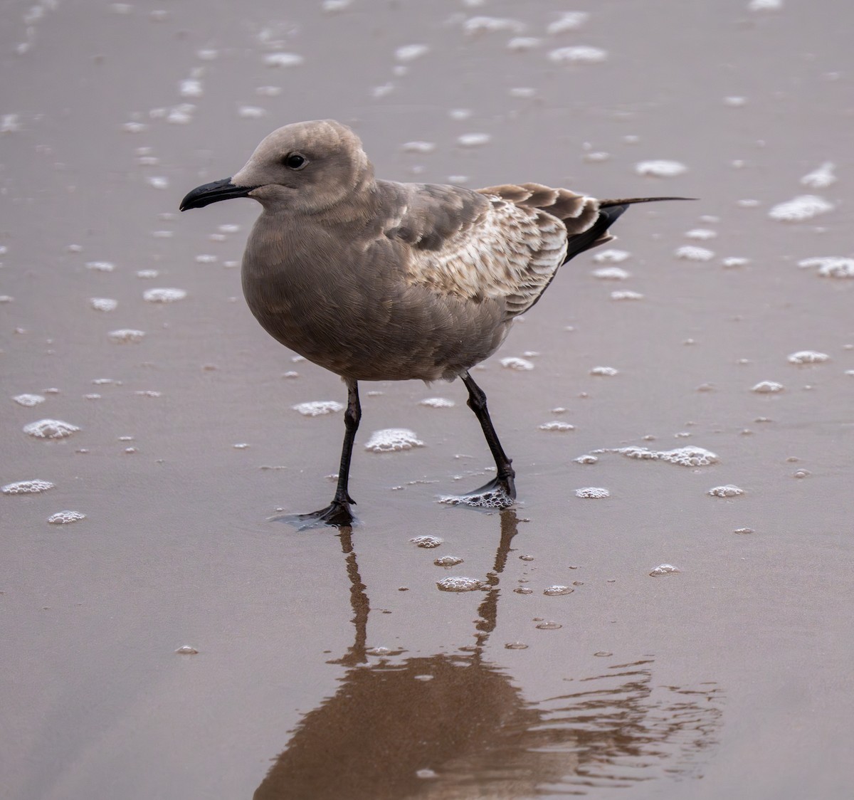Gray Gull - ML637498429
