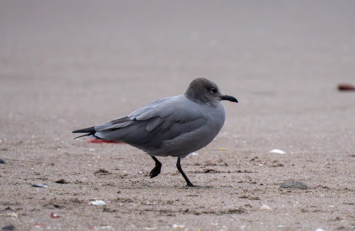 Gray Gull - ML637498430