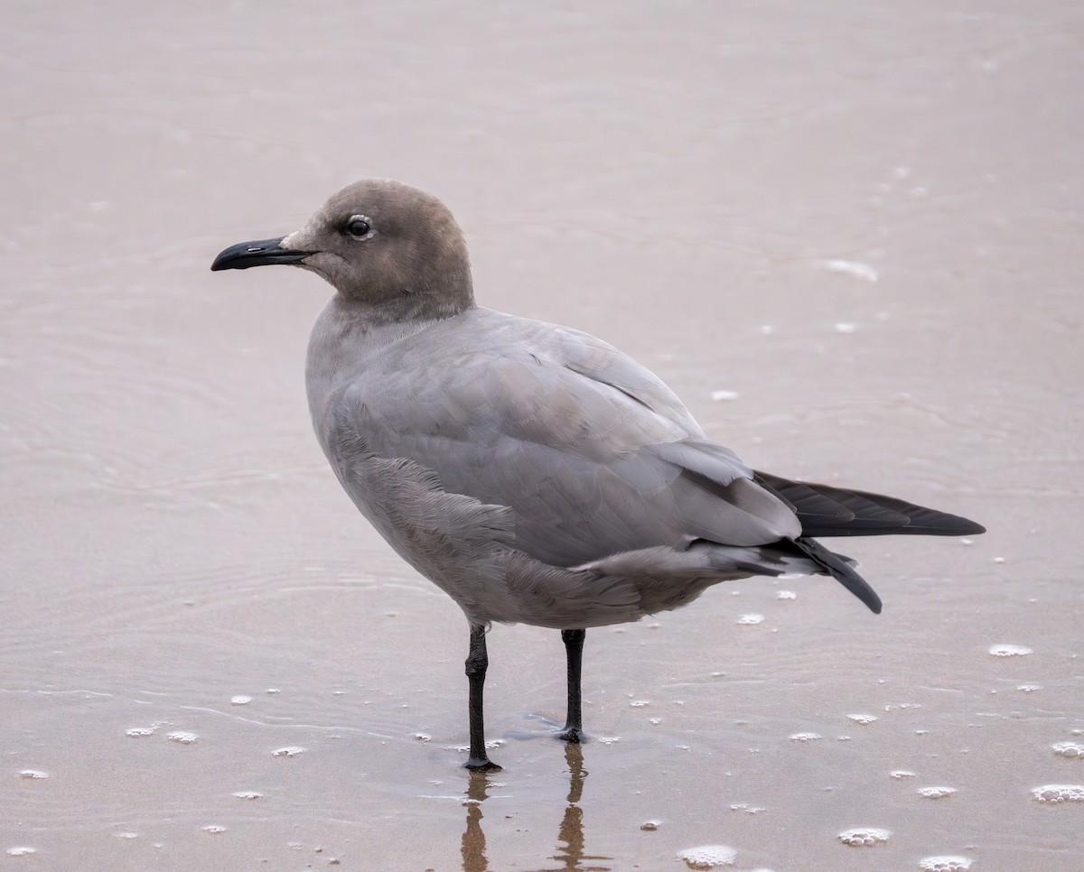 Gray Gull - ML637498431
