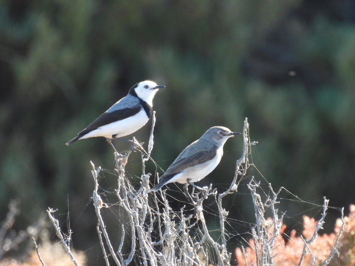 White-fronted Chat - ML637498432