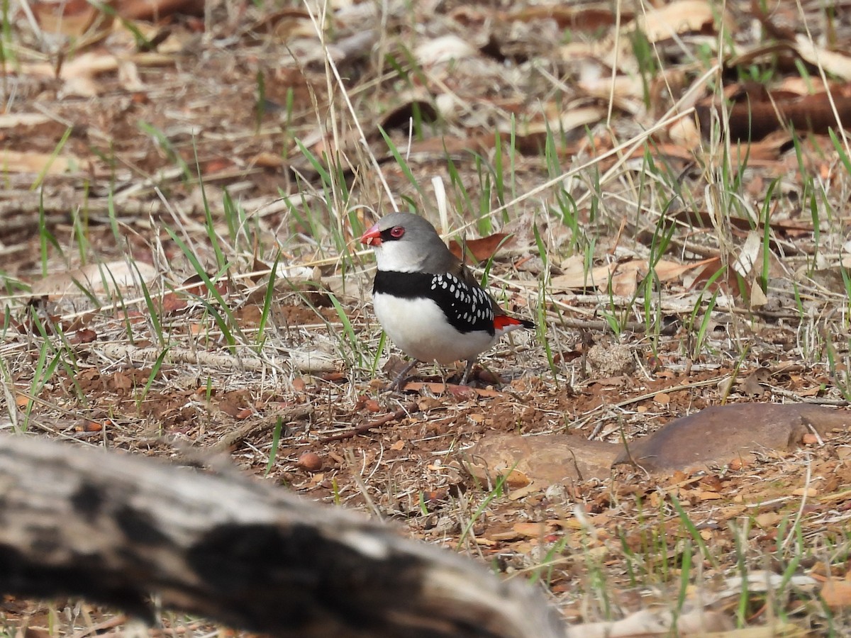 Diamond Firetail - ML637498471