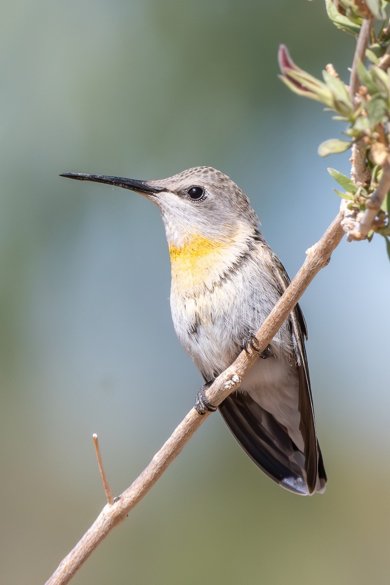 Costa's Hummingbird - ML637498492