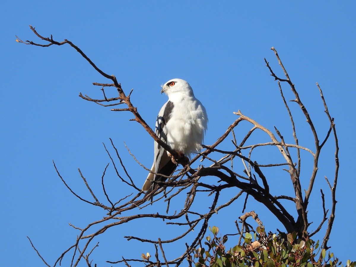 Black-shouldered Kite - ML637498521