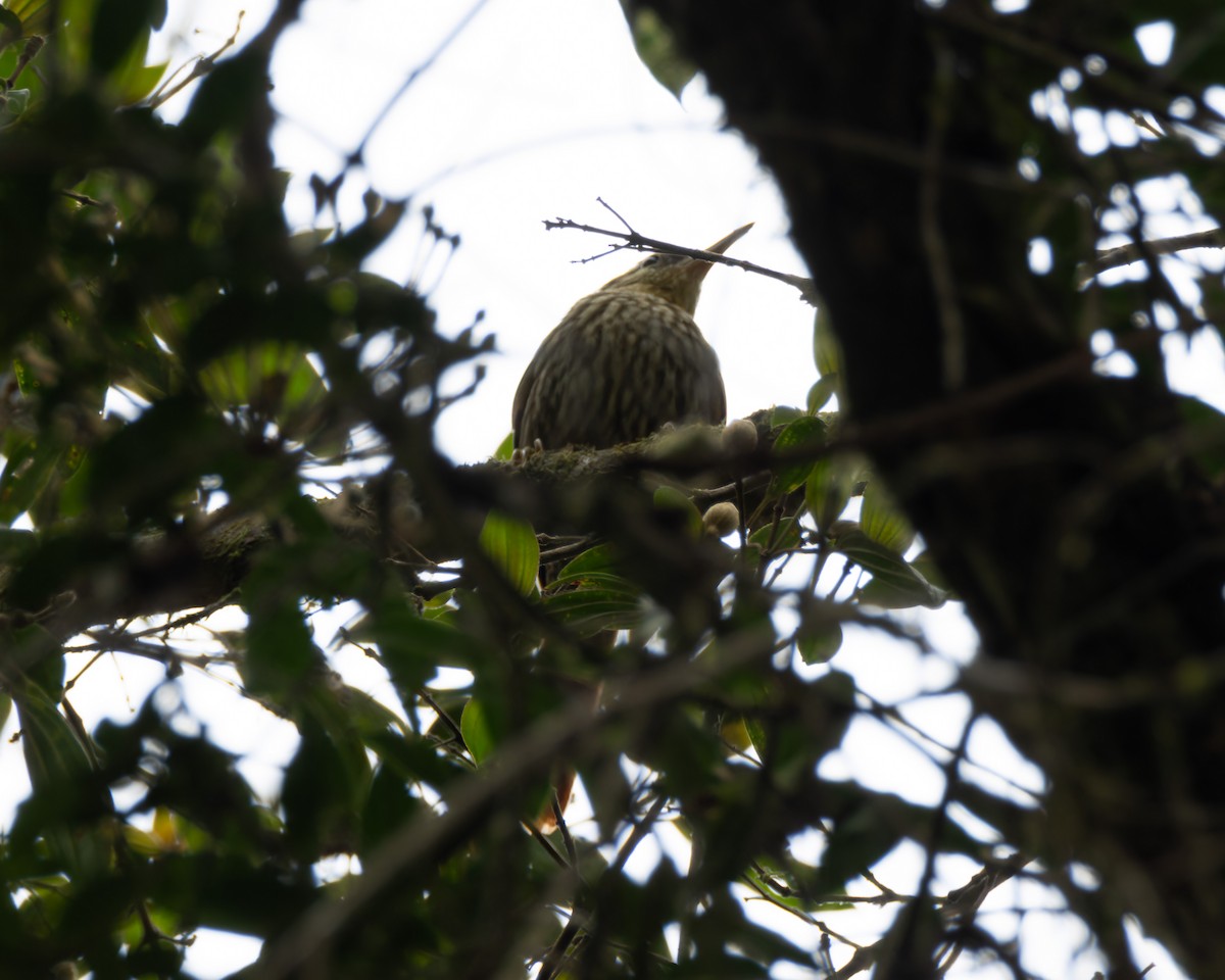Pale-browed Treehunter - ML637498550