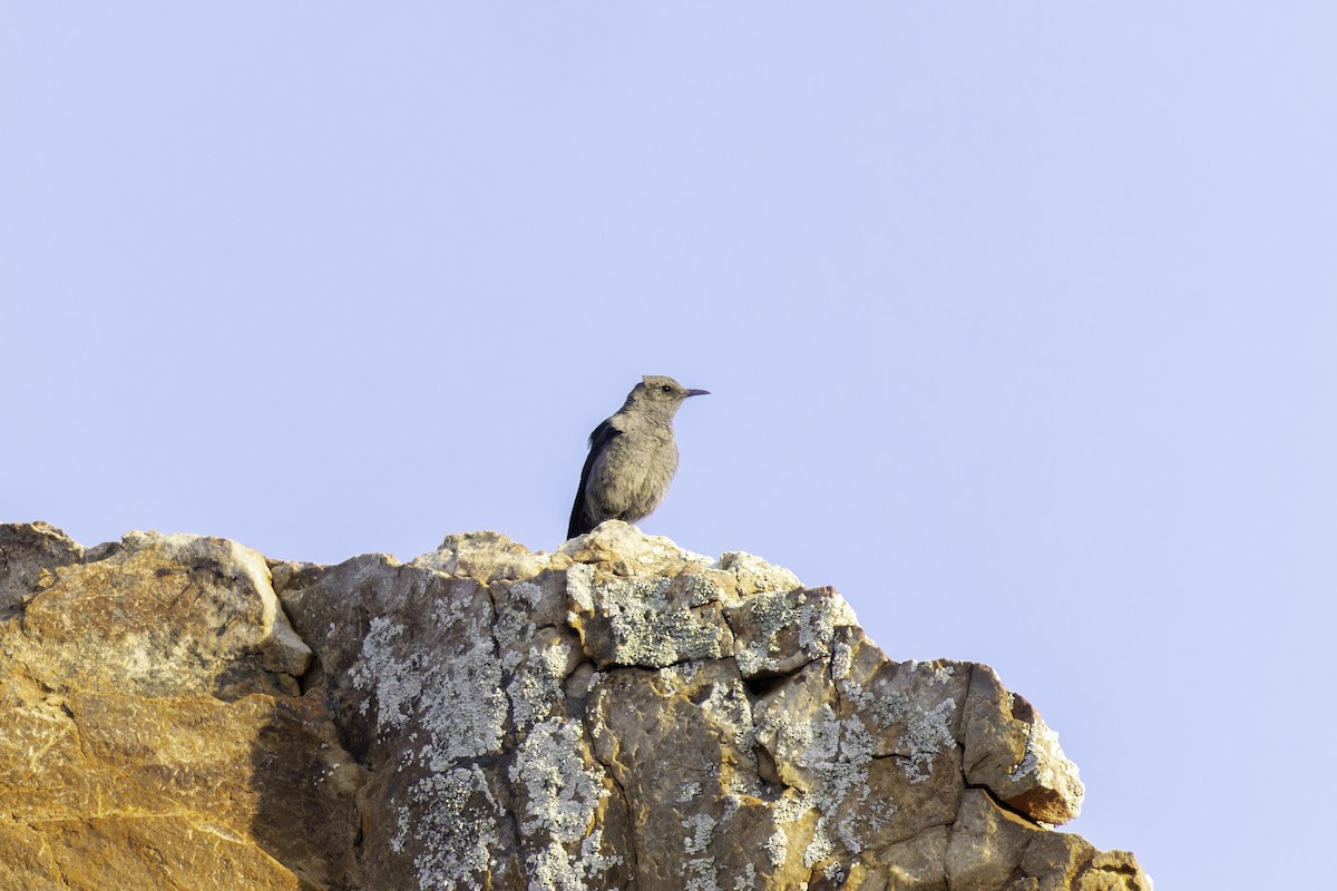 Mountain Chat - ML637498614